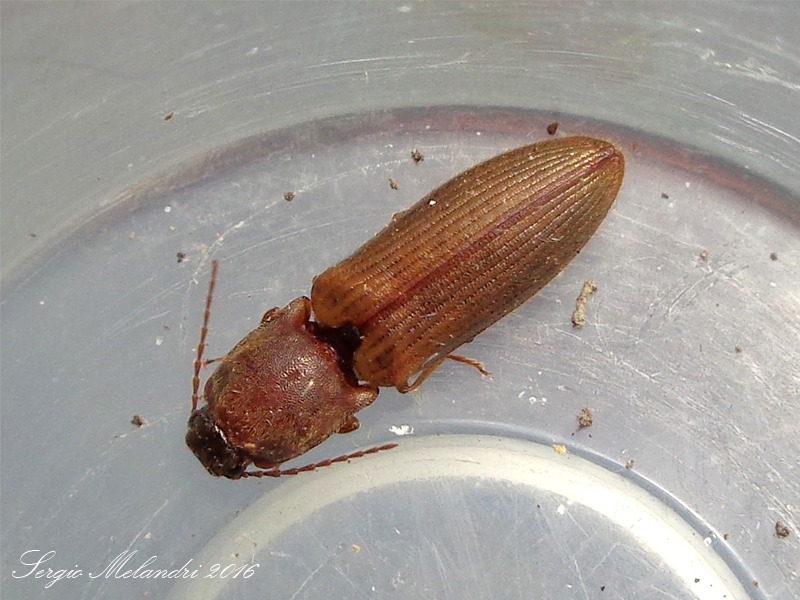 Elateridae: Athous bicolor var. melanophtalmus
